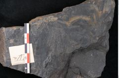Foto (Detailansicht) von Flabellaria sublongirhachis Ettingshausen (NHMW-GEO-2024-0188-10234)